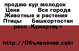 продаю кур молодок. › Цена ­ 320 - Все города Животные и растения » Птицы   . Башкортостан респ.,Кумертау г.